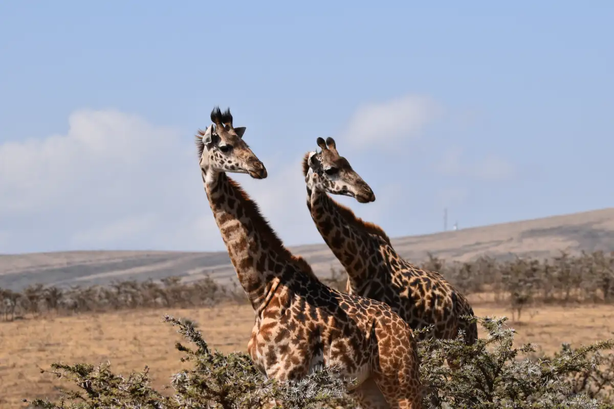 10 DAYS WILDLIFE SAFARI TO TANZANIA.